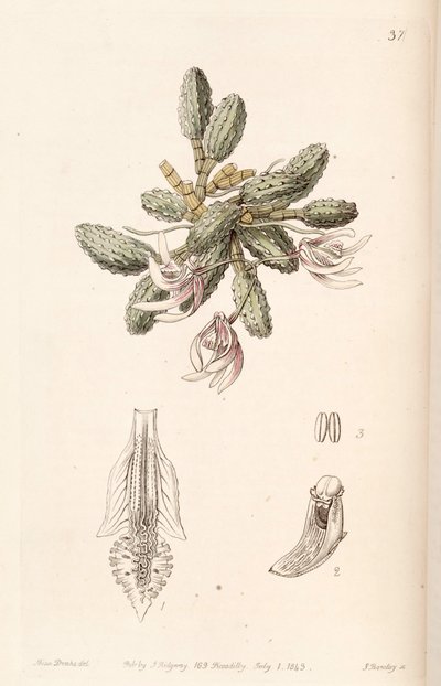 Dendrobium cucumerinum or Dockrillia cucumerina by Miss Drake